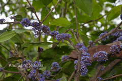 Memecylon randerianum